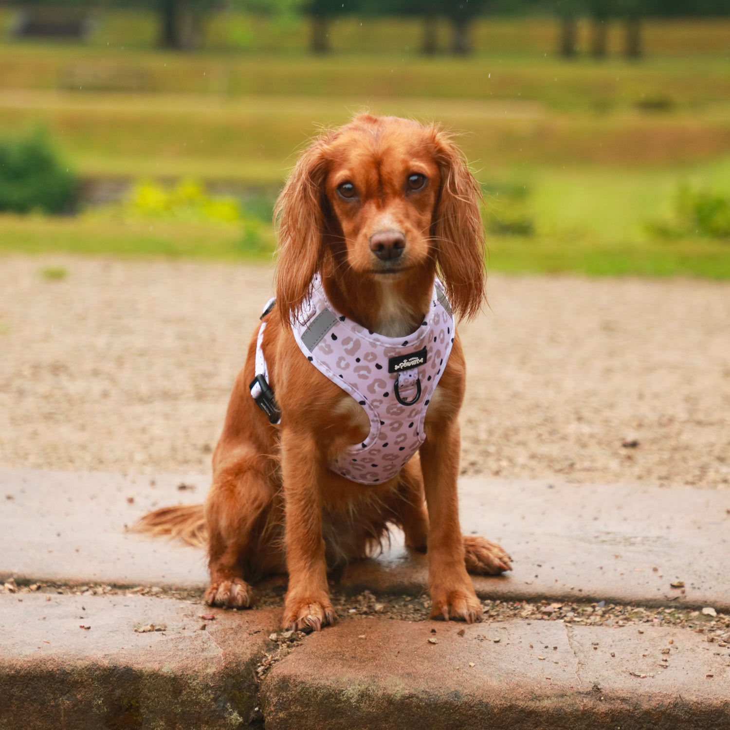 Lottie Leopard - 4 Piece Bundle - Dog Harness, Collar, Lead & Poop Bag Holder