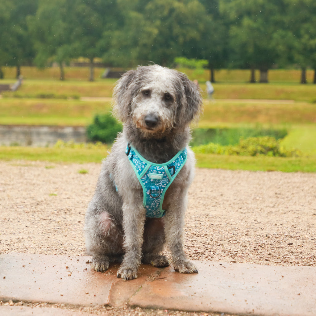 Teal Trail - TP Adventures - 4 piece Bundle - Dog Harness, Collar, Lead & Poop Bag Holder