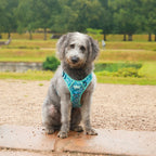 Teal Trail - TP Adventures - 4 piece Bundle - Dog Harness, Collar, Lead & Poop Bag Holder