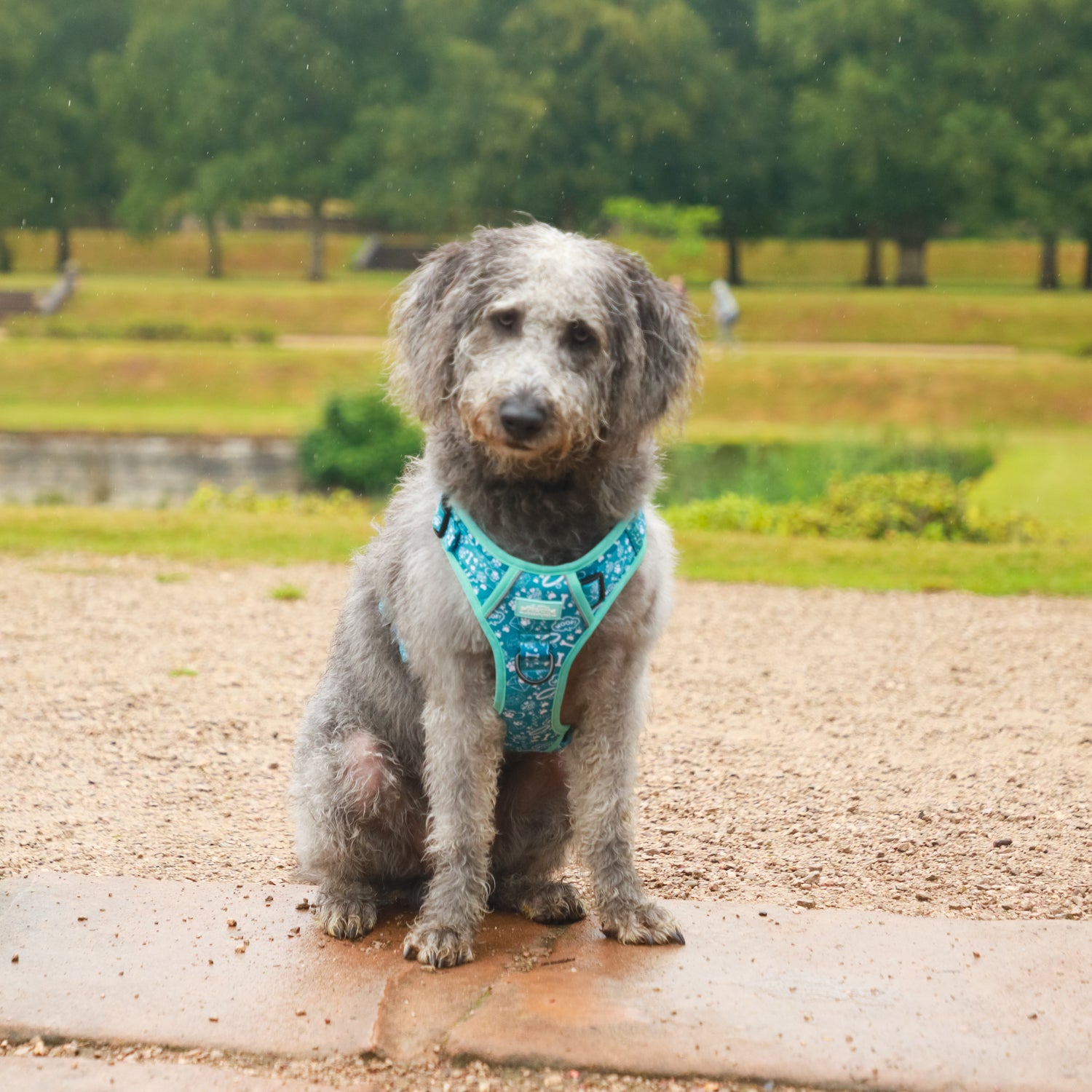 Teal Trail Paws - TP Adventures - 4 piece Bundle - Dog Harness, Collar, Lead & Poop Bag Holder