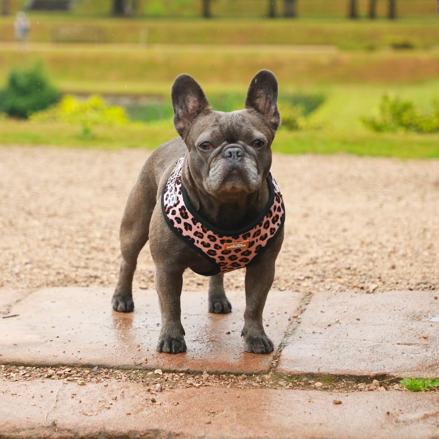Wild Pups - 4 Piece Bundle - Dog Harness, Collar, Lead & Poop Bag Holder