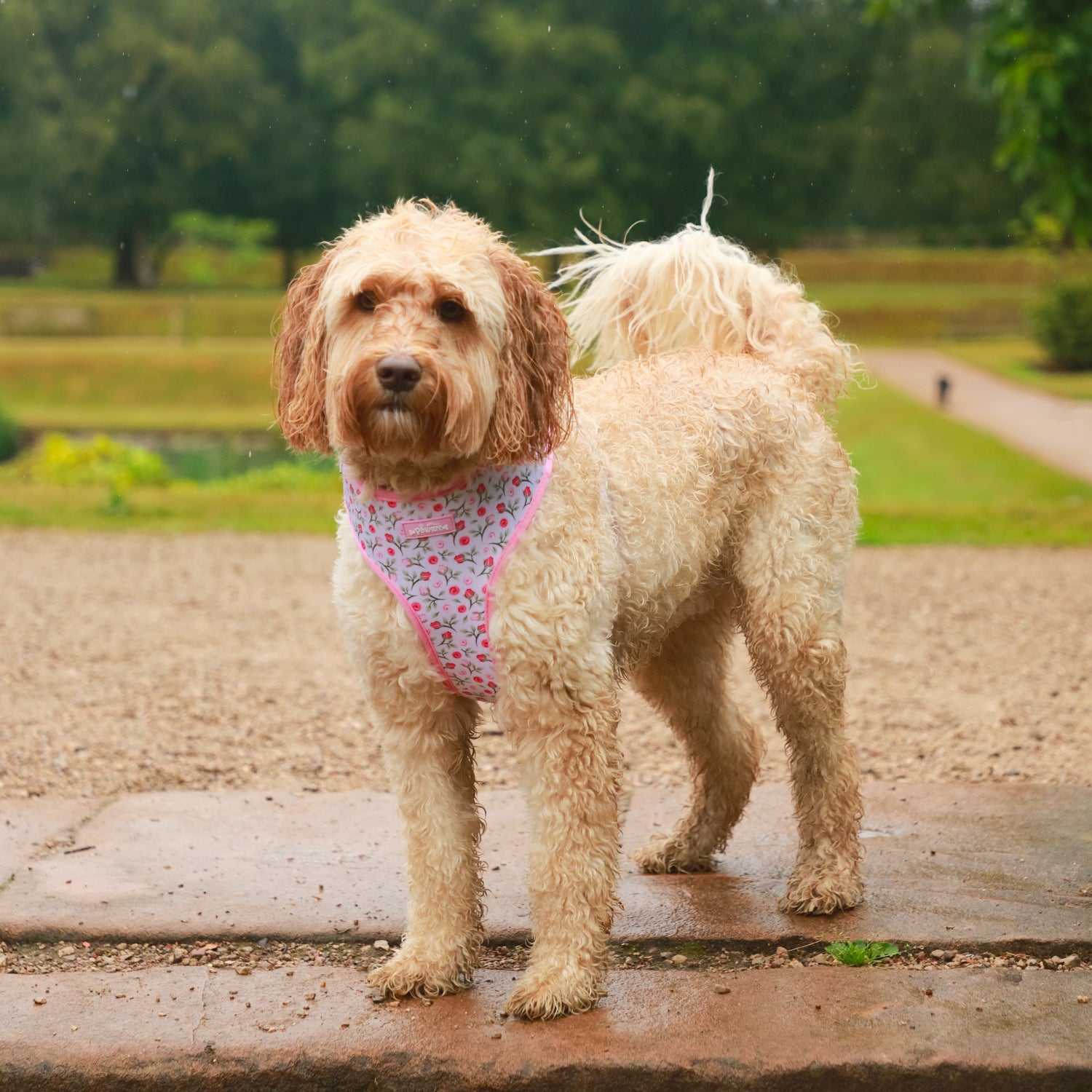 Rose Garden - 4 Piece Bundle - Dog Harness, Collar, Lead & Poop Bag Holder