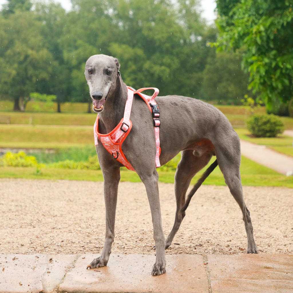 Sunburst Paws - TP Adventures Dog Harness