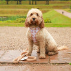 Bella Bear Dog Harness