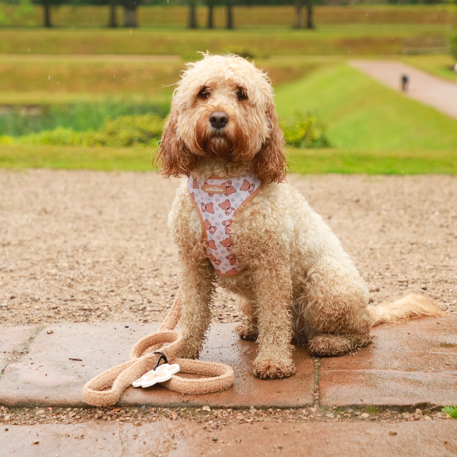 Bella Bear Dog Harness
