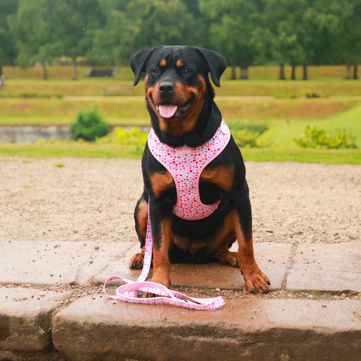 I Woof You Dog Harness