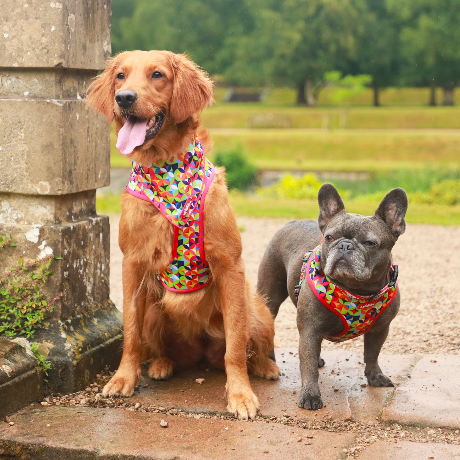 Kaleido Pups - 4 Piece Bundle - Dog Harness, Collar, Lead & Poop Bag Holder