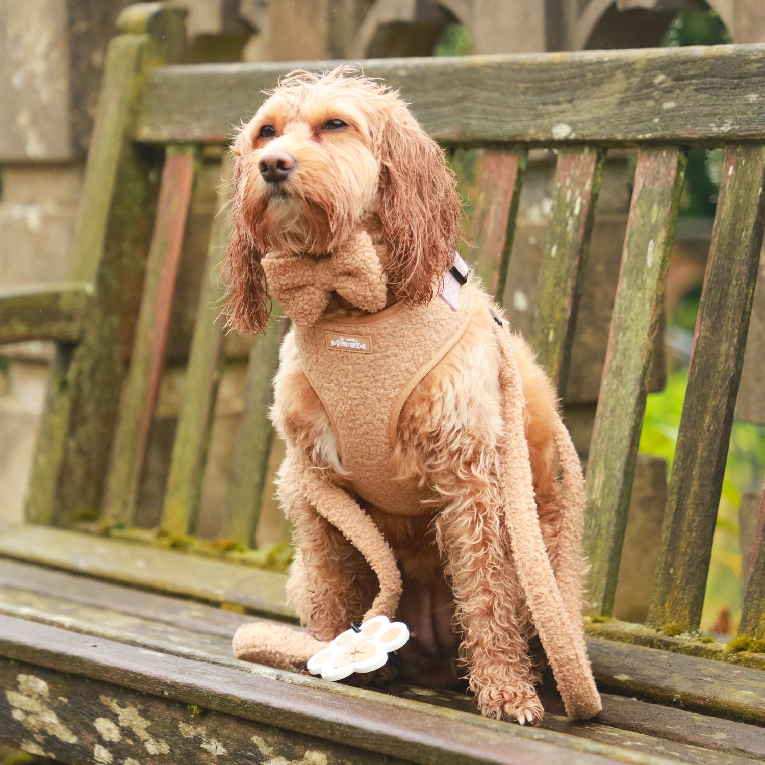 Cookie Teddy - 6 Piece Bundle Dog Harness, Collar, Lead, Poop Bag Holder, Bandana & Bow tie