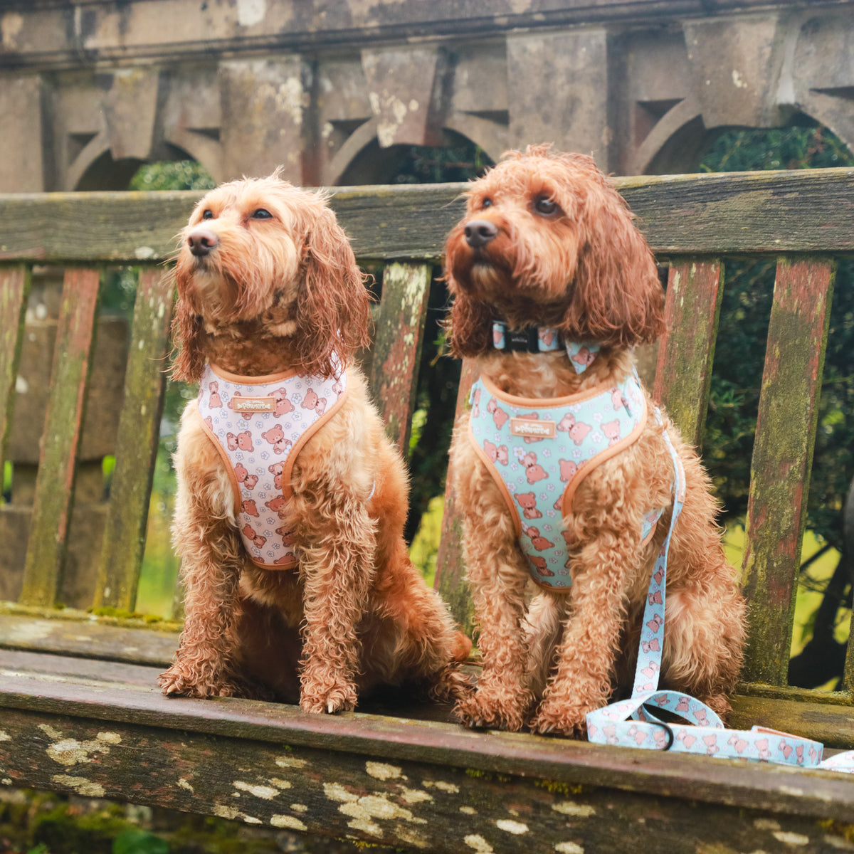 Bundles Of Dog Sets | Stylish Dog Set Bundles – Totally Pawsome