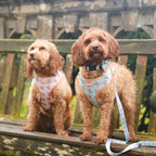Buddy Bear - 4 Piece Bundle - Dog Harness, Collar, Lead & Poop Bag Holder