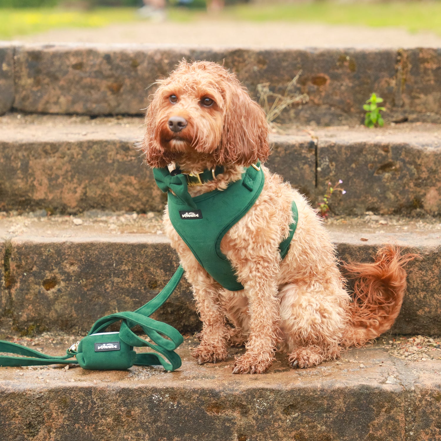 Green Velvet Dog Harness