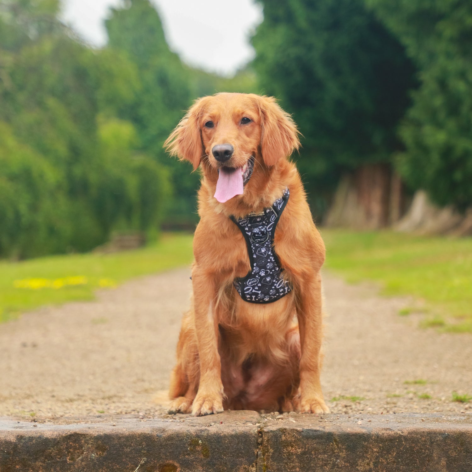 Midnight Paws - TP Adventures - 4 piece Bundle - Dog Harness, Collar, Lead & Poop Bag Holder