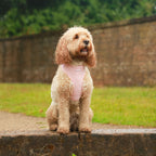 Marshmallow Pink Teddy - 6 Piece Bundle - Dog Harness, Collar, Lead & Poop Bag Holder, Bandana & Bow tie