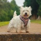 Wild Pups - 4 Piece Bundle - Dog Harness, Collar, Lead & Poop Bag Holder