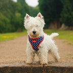Classy Paws Dog Harness