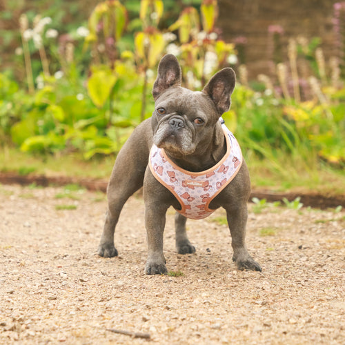 Bella Bear - 4 Piece Bundle - Dog Harness, Collar, Lead & Poop Bag Holder