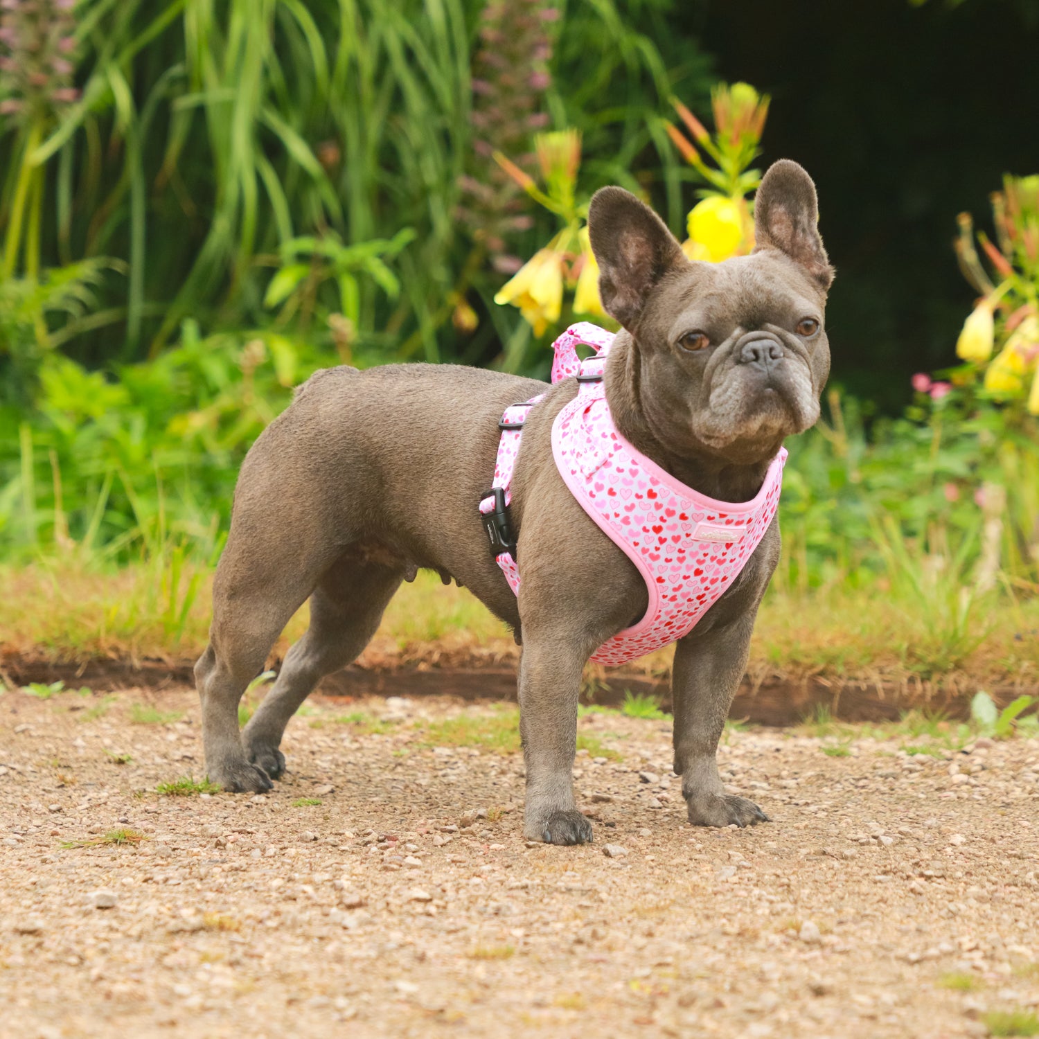 I Woof You | Pink Heart Harness Set – Totally Pawsome