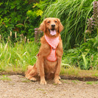 Sunburst Paws - TP Adventures - 4 piece Bundle - Dog Harness, Collar, Lead & Poop Bag Holder