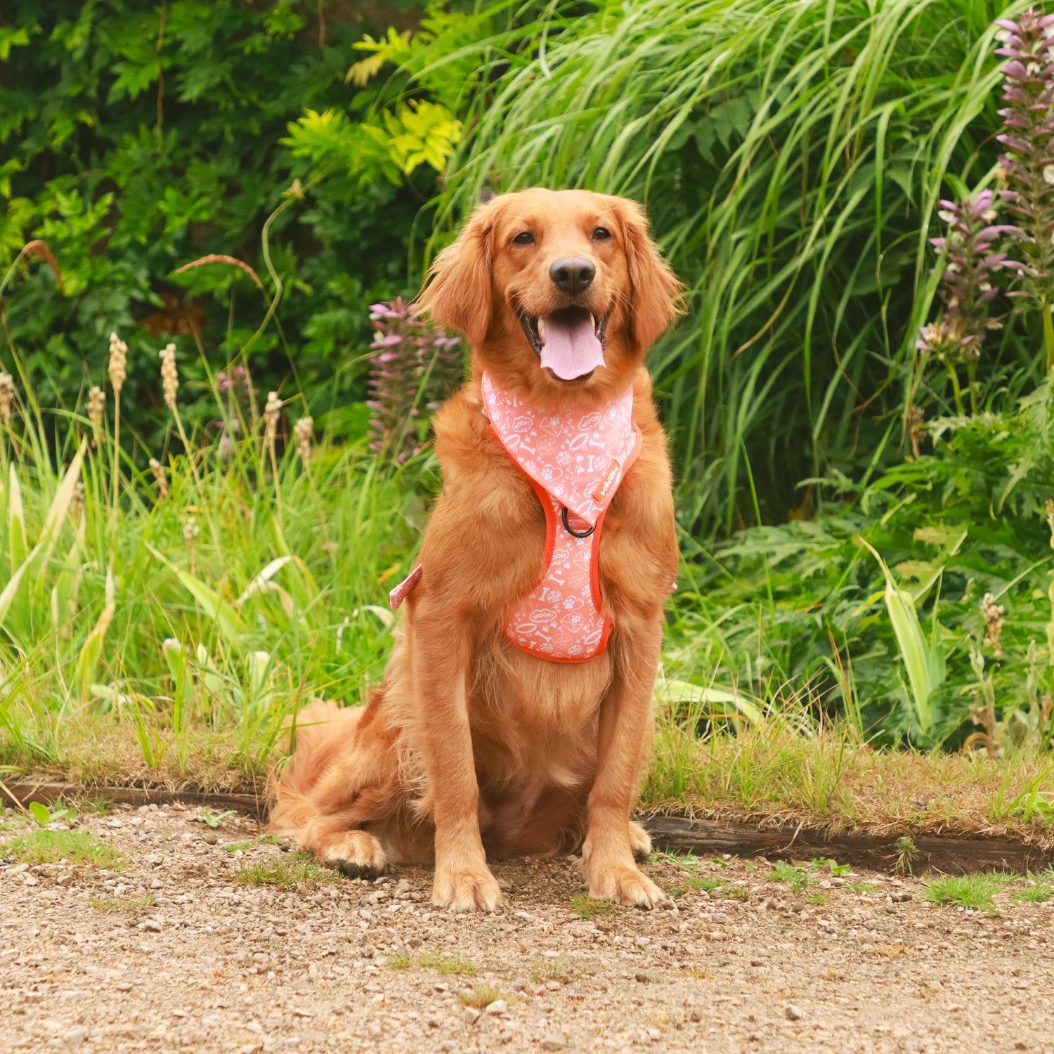 Sunburst Paws - TP Adventures - 4 piece Bundle - Dog Harness, Collar, Lead & Poop Bag Holder