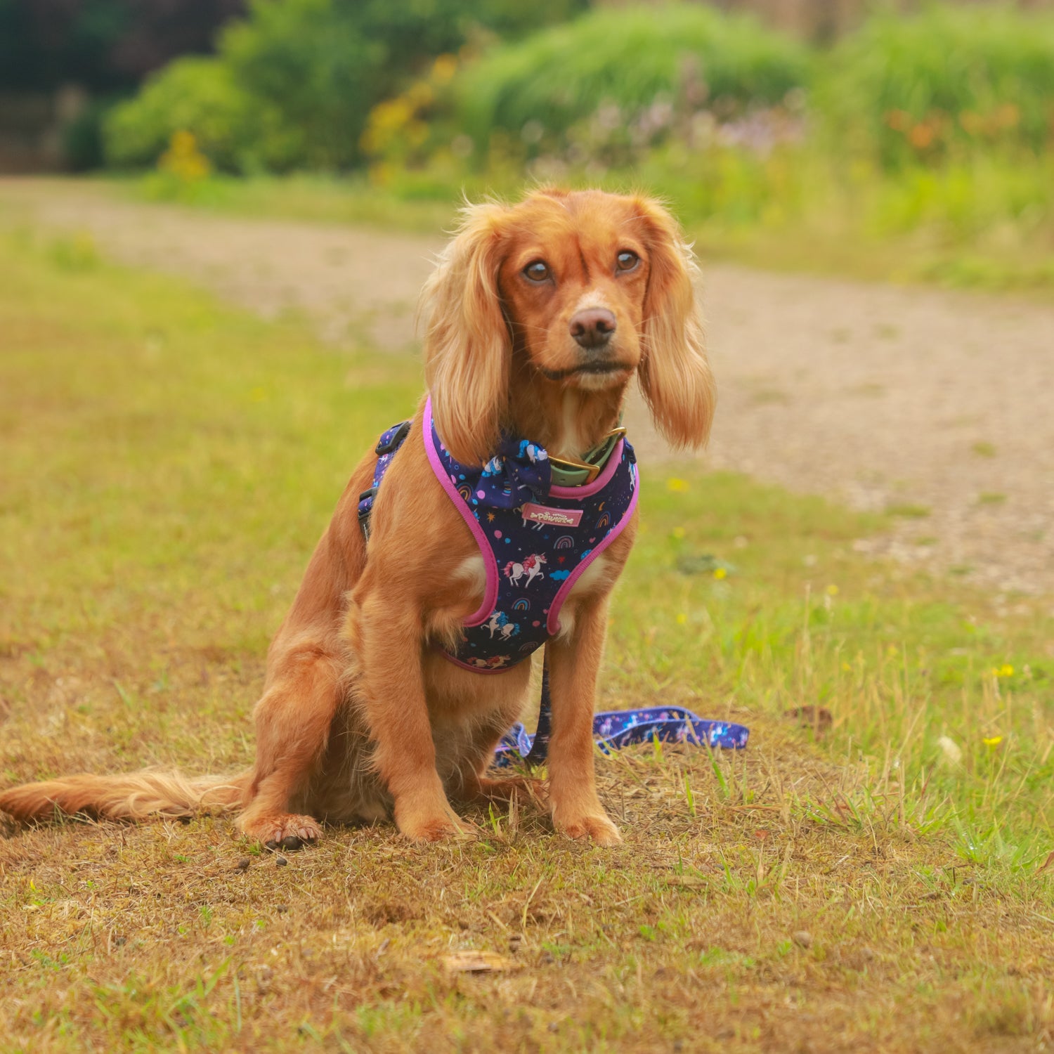Magical Dreams Dog Harness