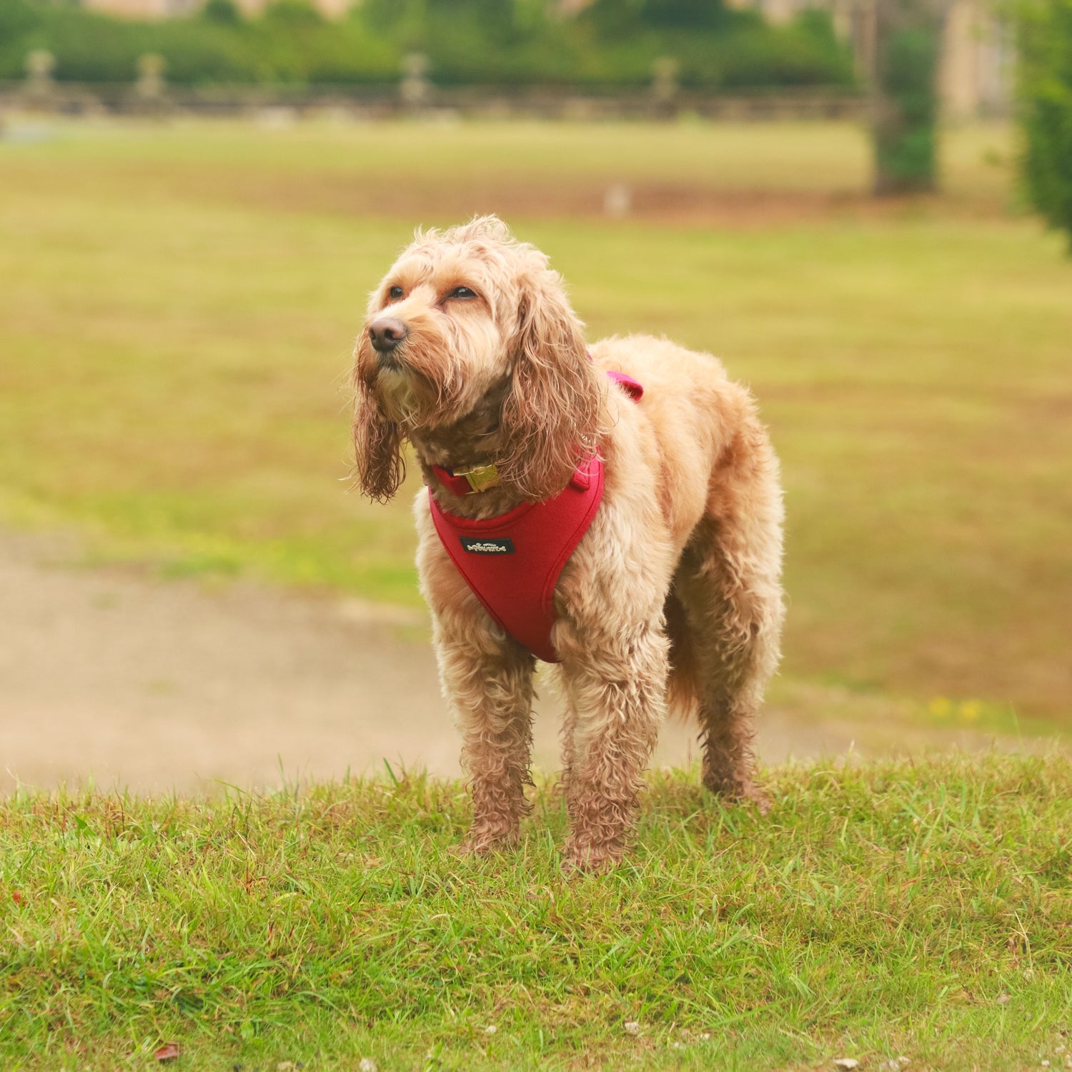 Red Velvet Dog Harness