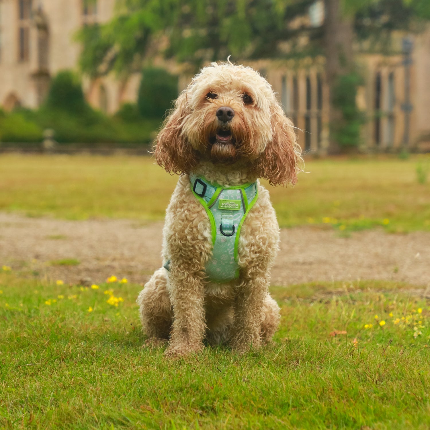 Mint Meadow Paws - TP Adventures - 4 piece Bundle - Dog Harness, Collar, Lead & Poop Bag Holder