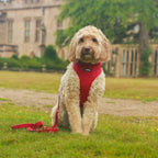 Red Velvet Dog Harness