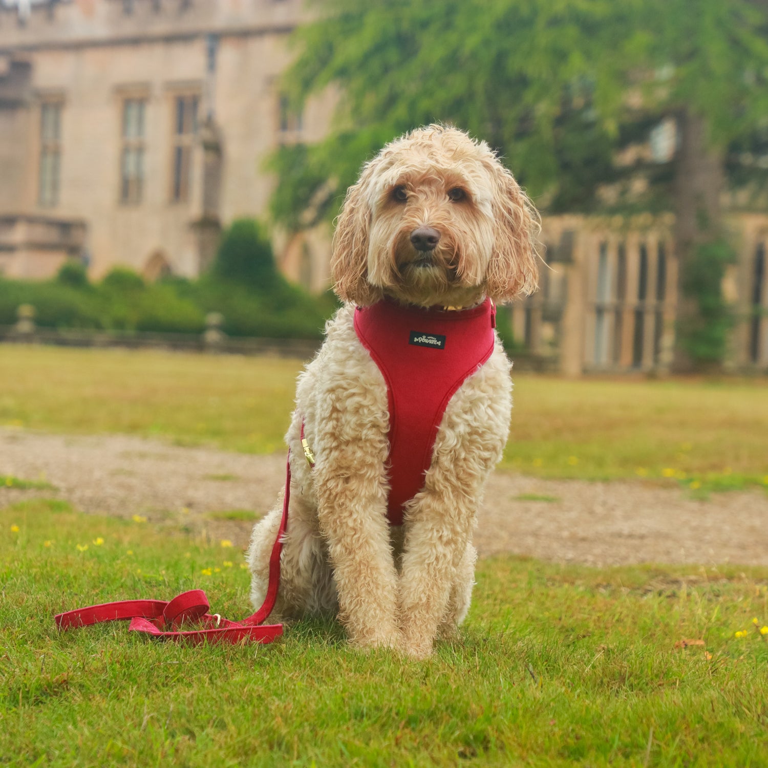 Red Velvet Dog Harness