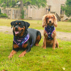 Magical Dreams- 4 Piece Bundle - Dog Harness, Collar, Lead & Poop Bag Holder