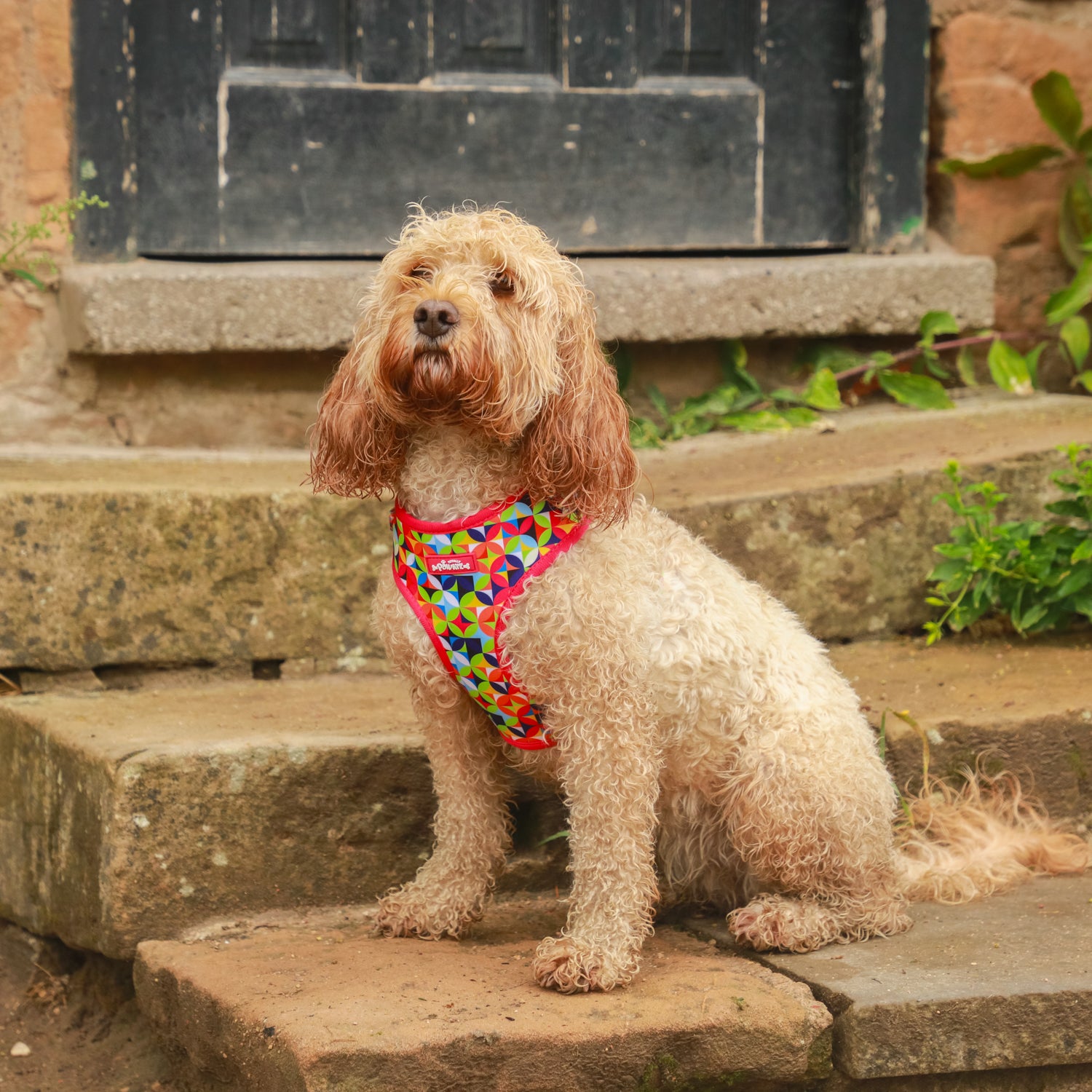 Kaleido Pups Dog Harness