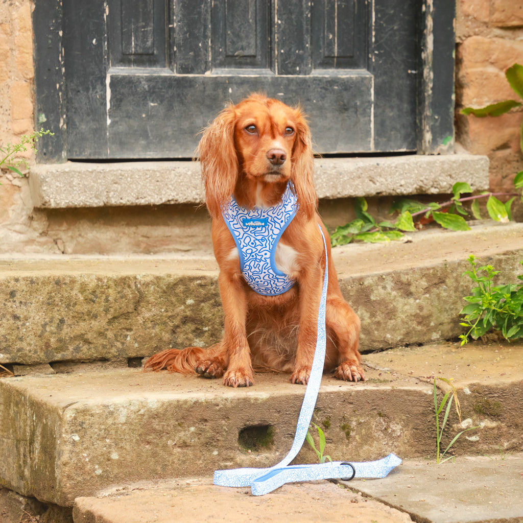 Swirly Barks Dog Harness