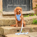 Swirly Barks Dog Harness