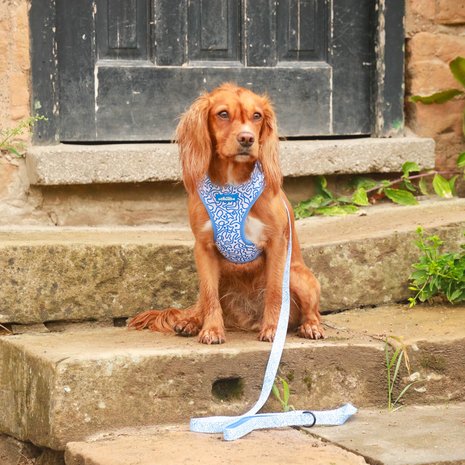Swirly Barks Dog Harness