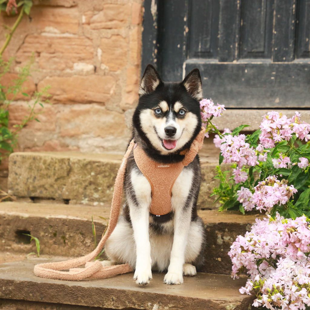 Cookie Teddy Bear Dog Harness