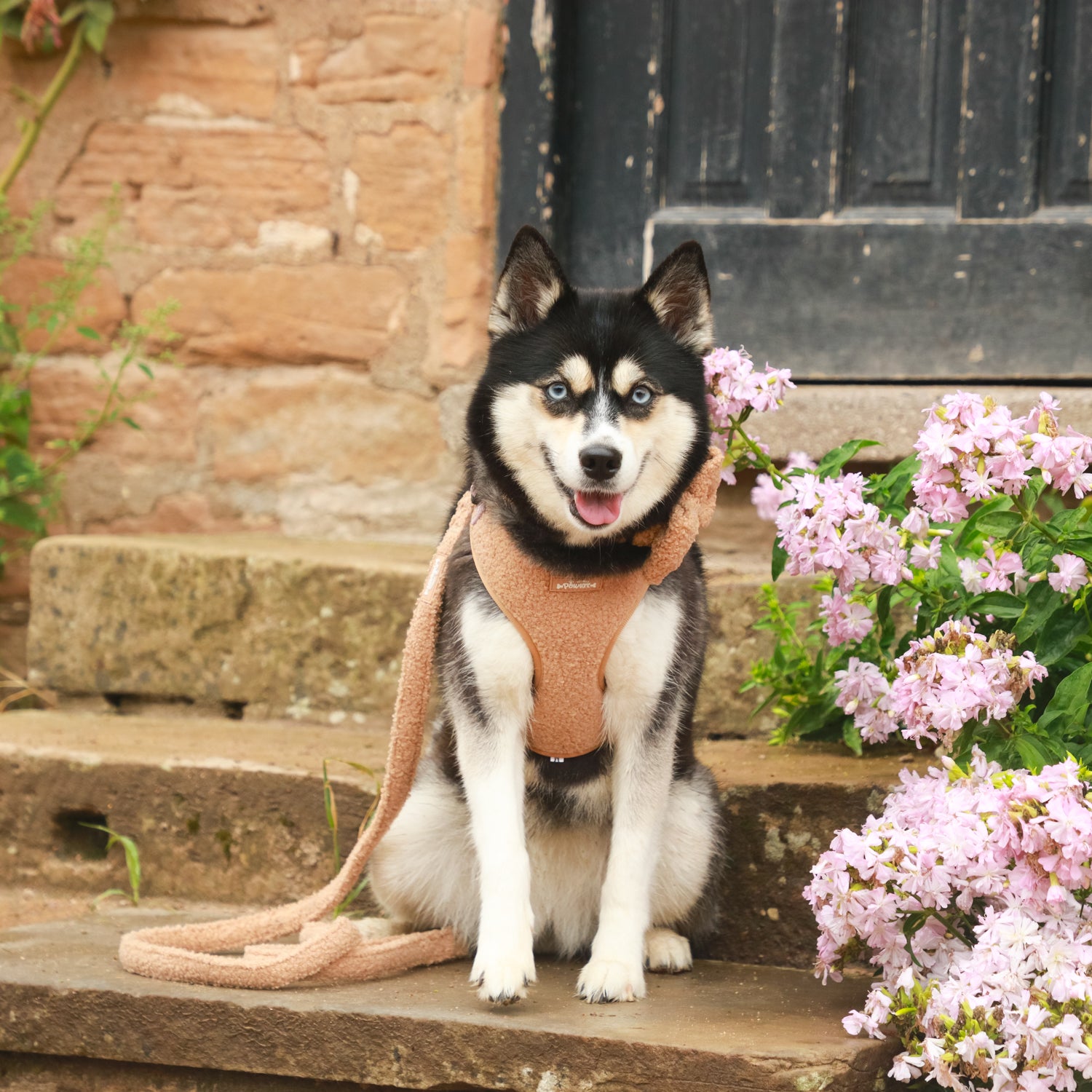 Cookie Teddy Bear Dog Harness