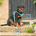 Teal Trail - TP Adventures - 4 piece Bundle - Dog Harness, Collar, Lead & Poop Bag Holder