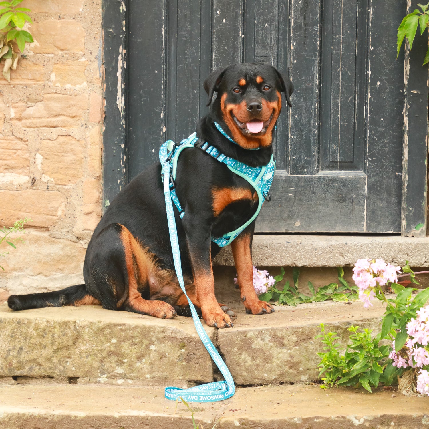 Teal Trail Paws - TP Adventures - 4 piece Bundle - Dog Harness, Collar, Lead & Poop Bag Holder