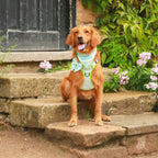 Mint Meadow Paws - TP Adventures - 4 piece Bundle - Dog Harness, Collar, Lead & Poop Bag Holder