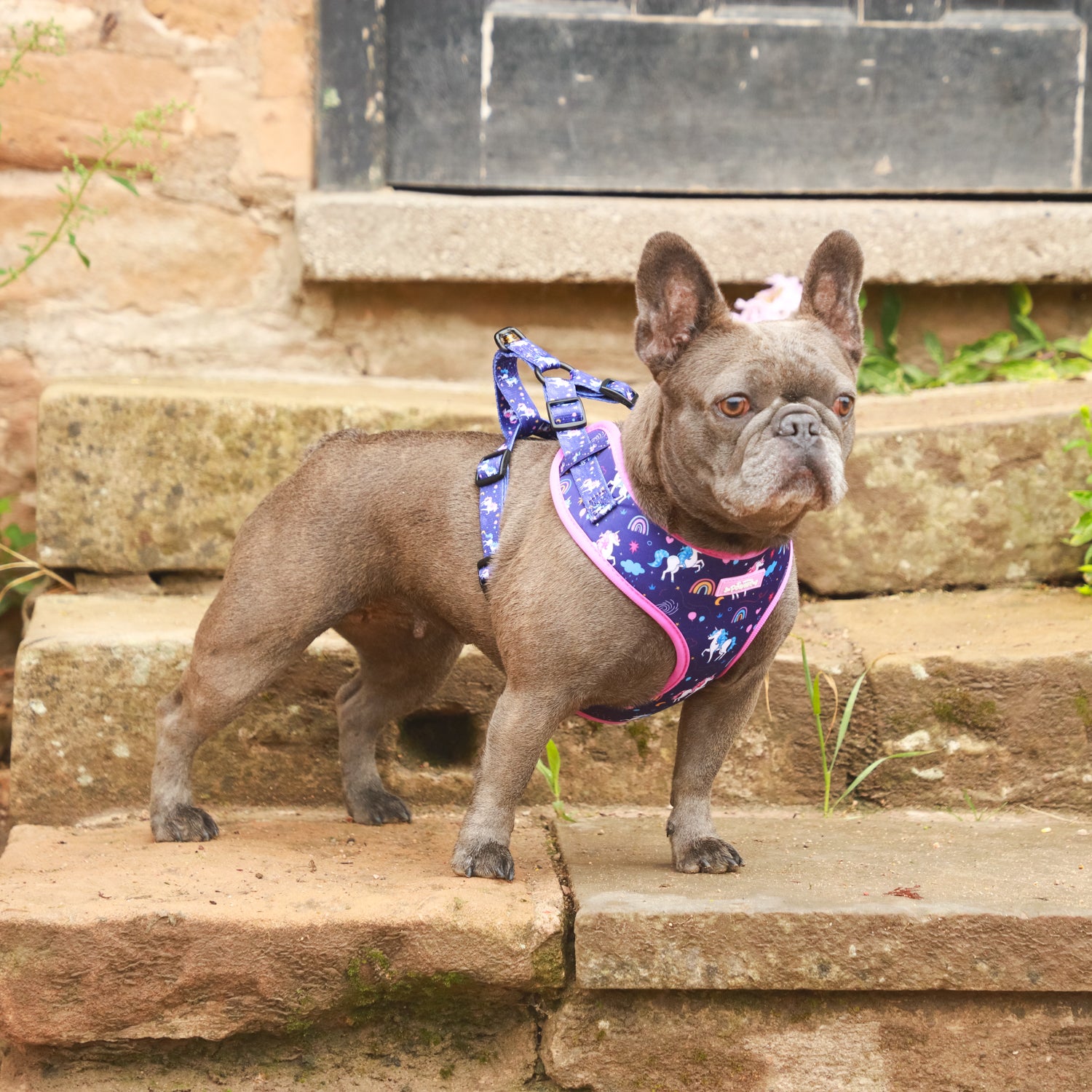 Magical Dreams Dog Harness