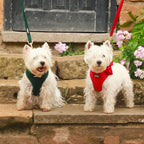 Red Velvet - 4 Piece Bundle - Dog Harness, Collar, Lead & Poop Bag Holder