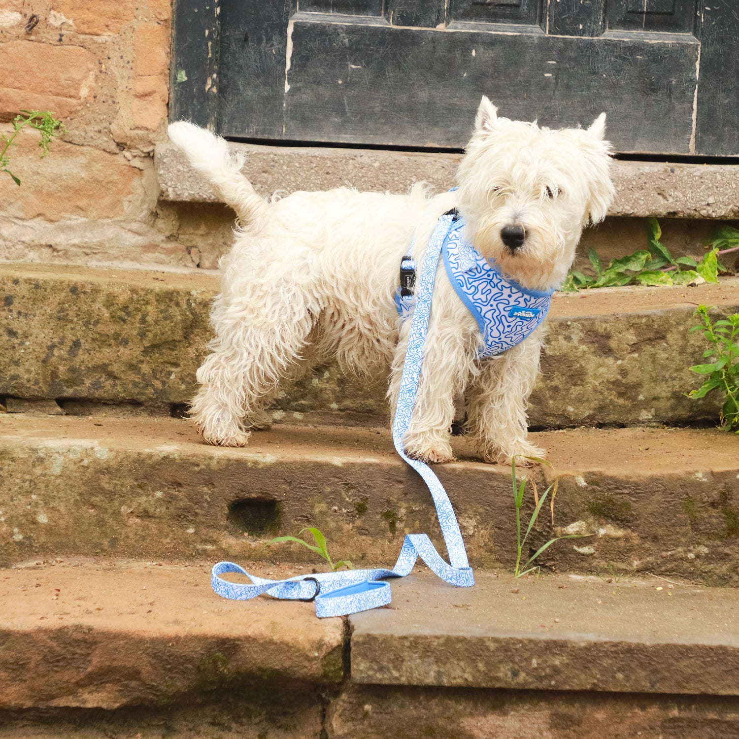 Swirly Barks - 4 Piece Bundle - Dog Harness, Collar, Lead & Poop Bag Holder