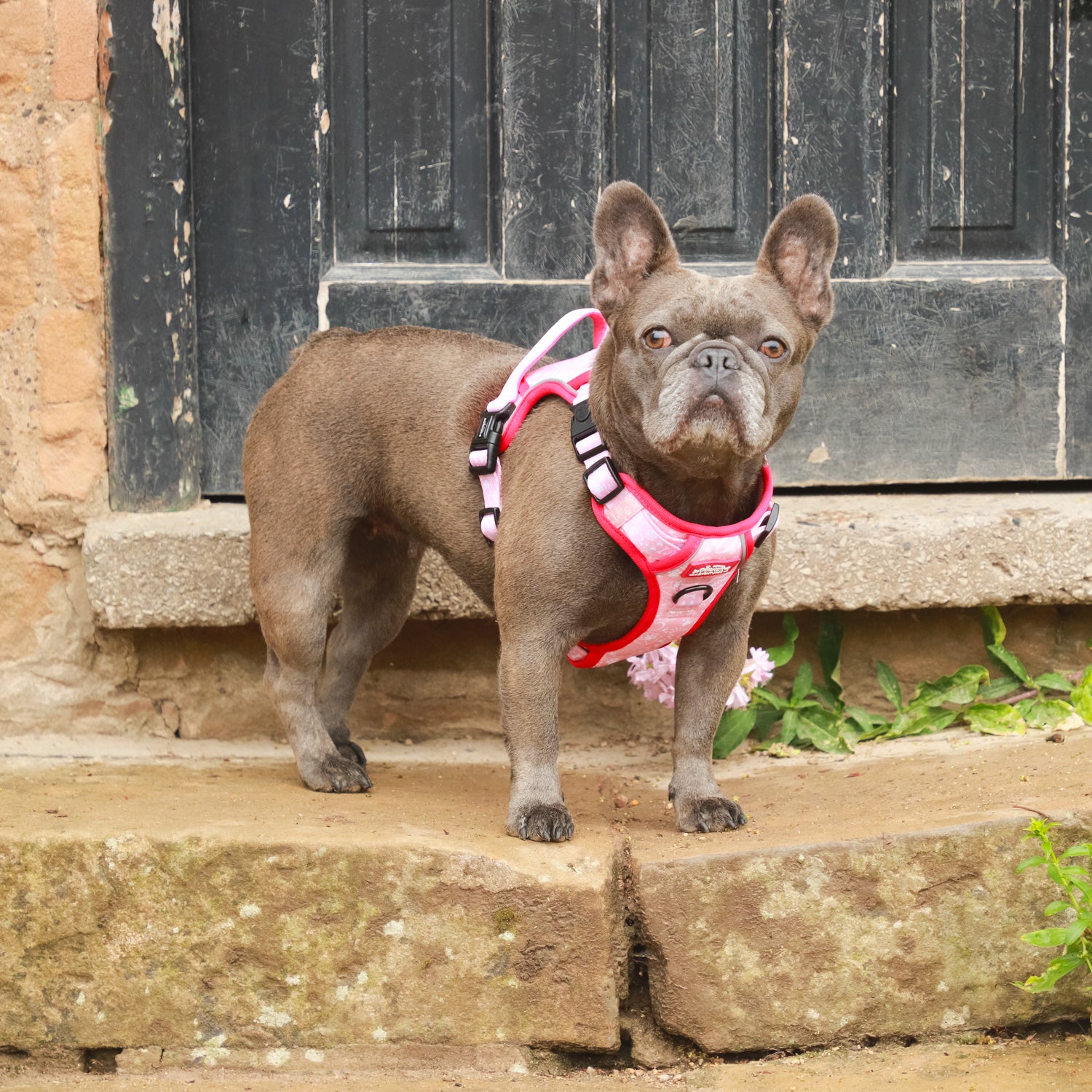 Pink Paws - TP Adventures Dog Harness