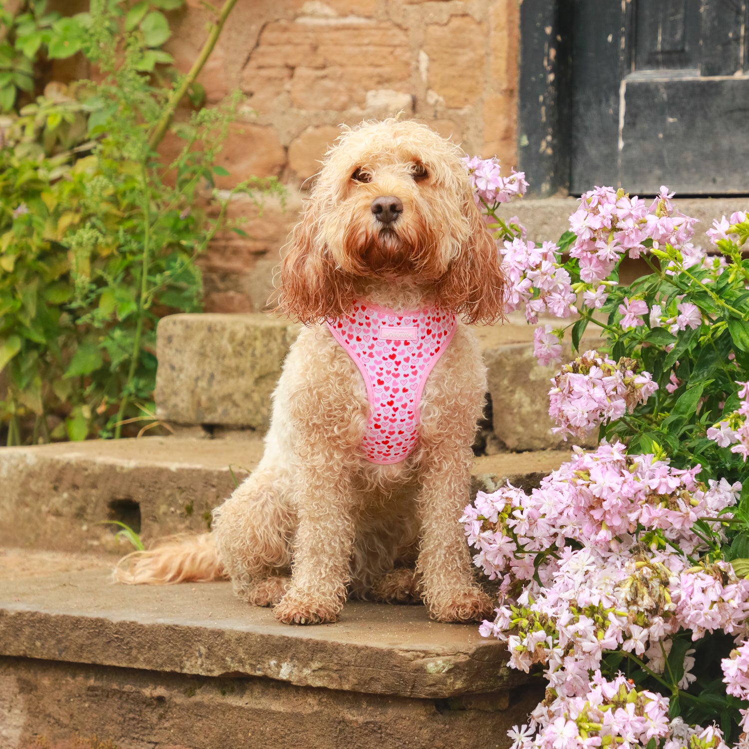 I woof You - 4 Piece Bundle - Dog Harness, Collar, Lead & Poop Bag Holder