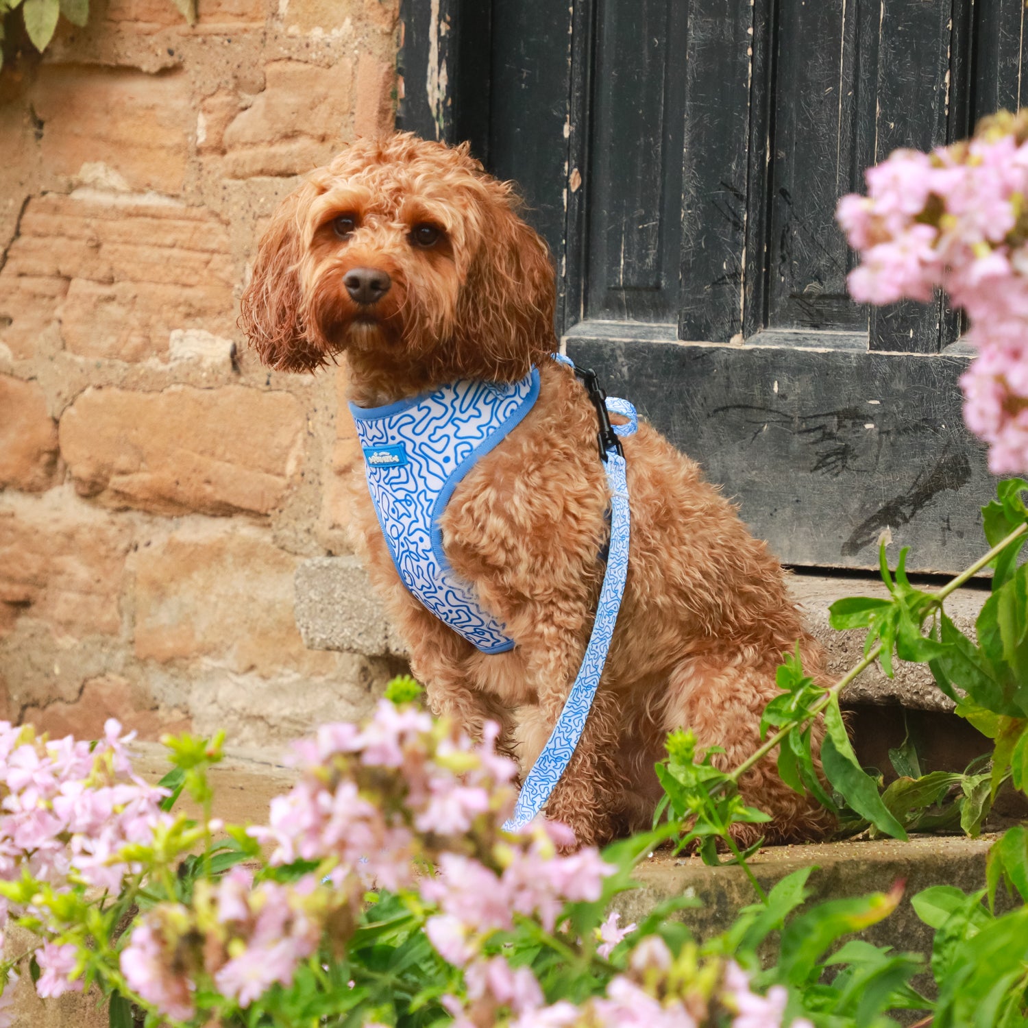 Swirly Barks - 4 Piece Bundle - Dog Harness, Collar, Lead & Poop Bag Holder
