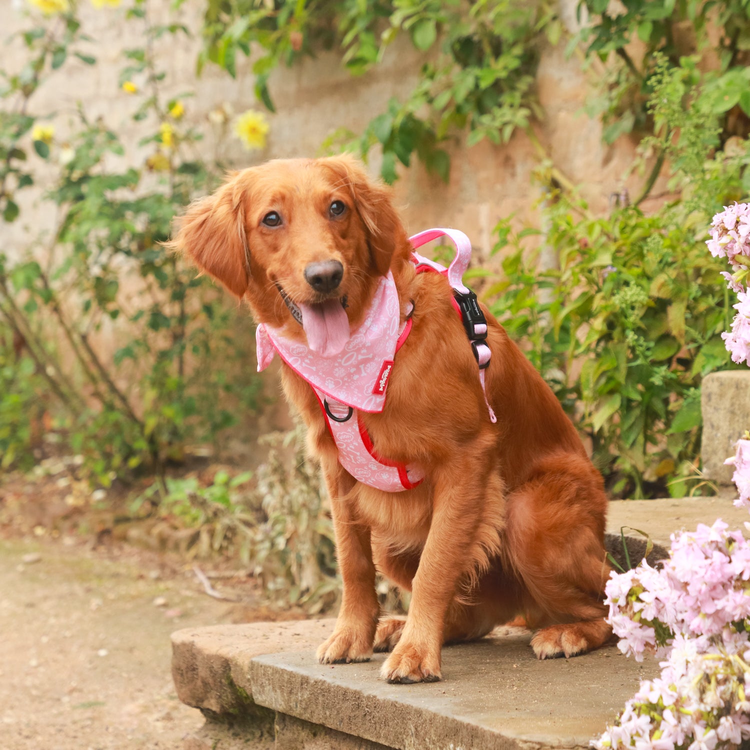 Pink Paws - TP Adventures - 4 piece Bundle - Dog Harness, Collar, Lead & Poop Bag Holder