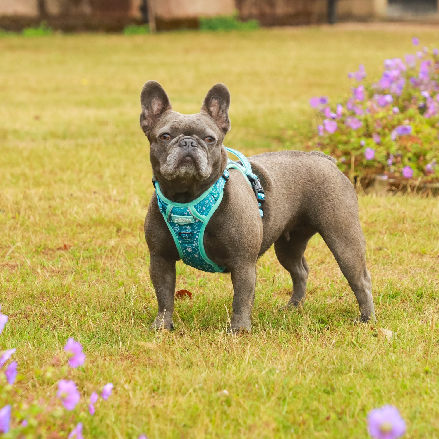 Teal Trail Paws - TP Adventures Dog Harness