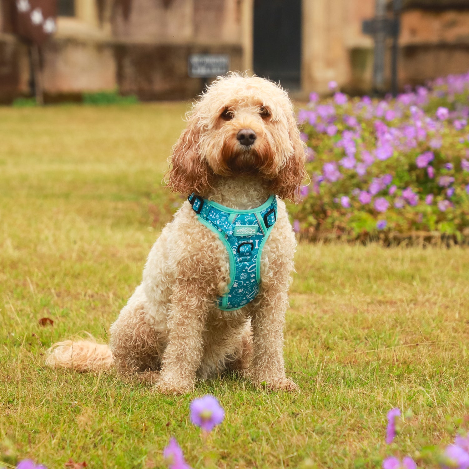 Teal Trail Paws - TP Adventures Dog Harness