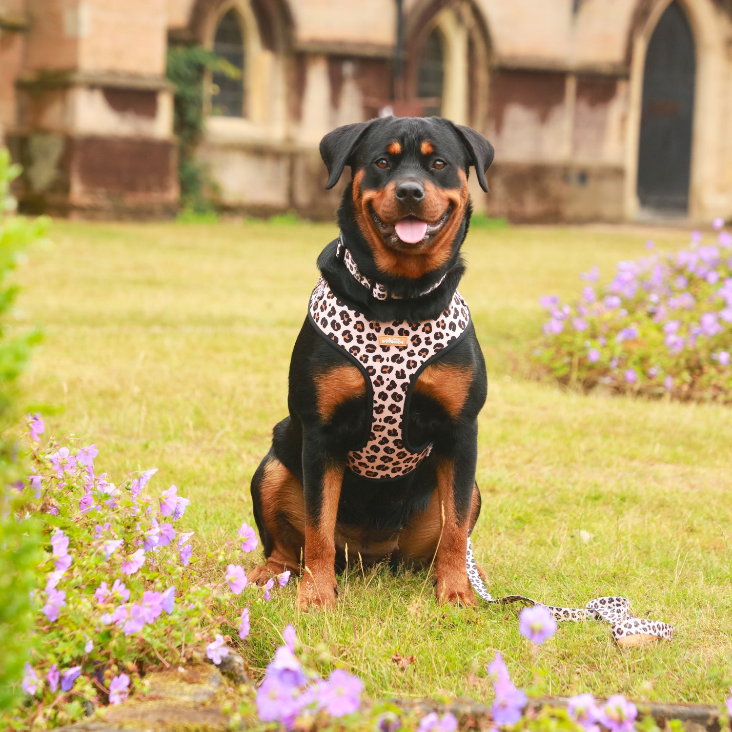 Wild Pups Dog Harness