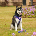 Magical Dreams- 4 Piece Bundle - Dog Harness, Collar, Lead & Poop Bag Holder