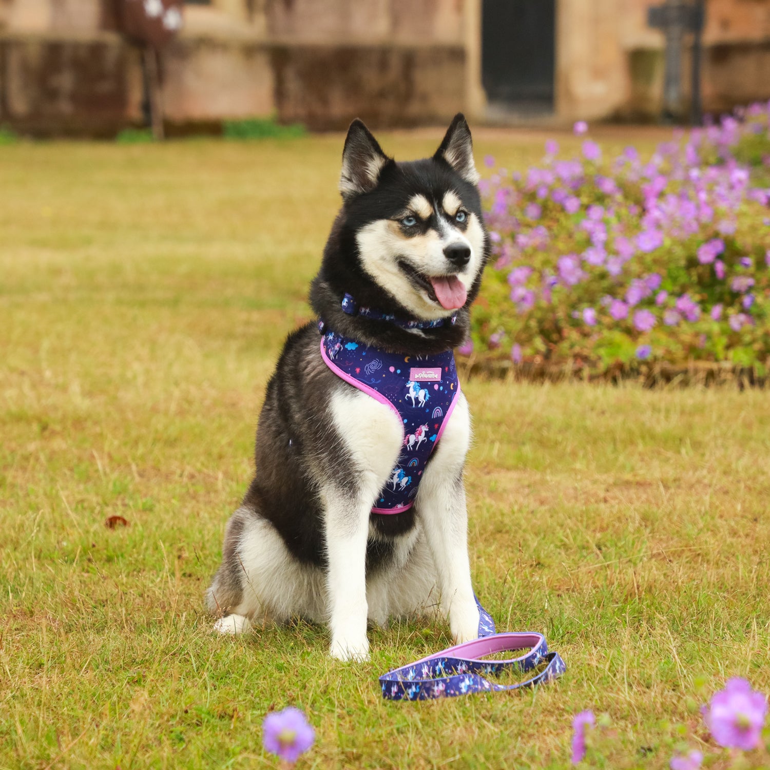 Magical Dreams- 4 Piece Bundle - Dog Harness, Collar, Lead & Poop Bag Holder